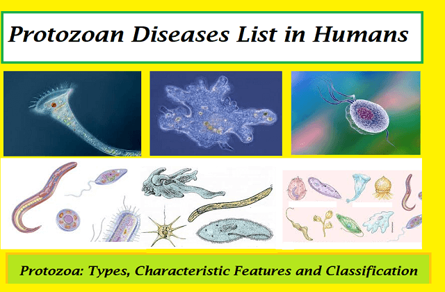 Protozoan Diseases List In Humans Symptoms And Prevention Healthy