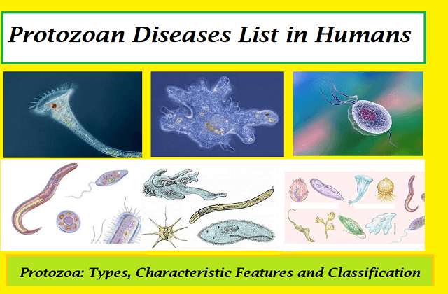 What Are Some Examples Of Protozoan Diseases